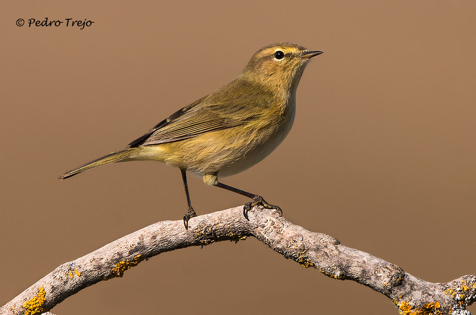 Mosquitero común (Phylloscopus collybita)